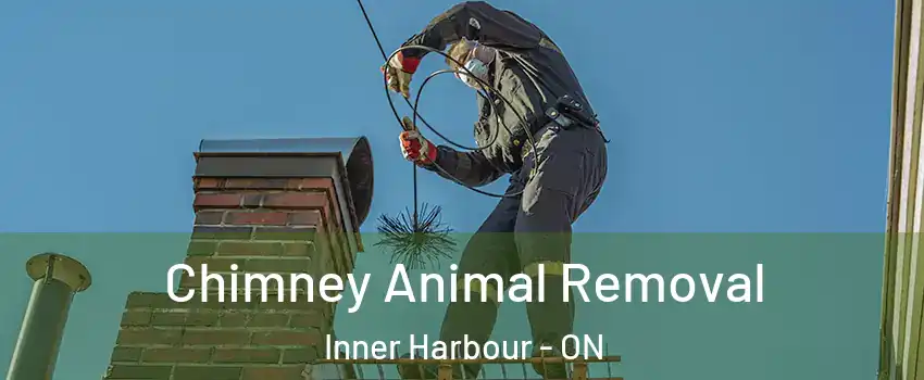 Chimney Animal Removal Inner Harbour - ON