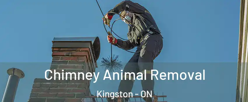 Chimney Animal Removal Kingston - ON